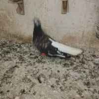 کبوتر