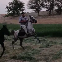 اسب مادیان‌فاخر و کوره
