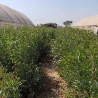 نهال درخت اکالیپتوس