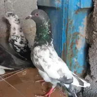کبوتر تیدی پتی هندی سوسکی زغالی جوجه کاکلی