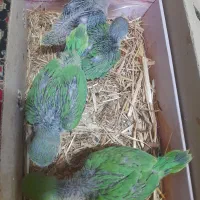 جوجه  طوطی ملنگو