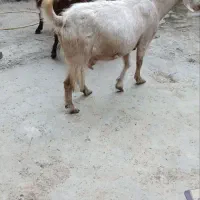 بز و بزغاله