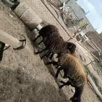 بره نر و جوجه مرغ لاری و برهما