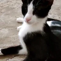 گربه بسیار مهربون از یک چشم کم بینا