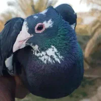 دو جفت پلنگ با ۱۰ عدد جوجه ۴پنج لقه
