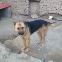 سگ ژرمن|سگ|فریمان, |دیوار