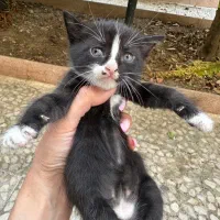 بچه گربه