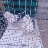 کفتر|پرنده|قم, باسکول|دیوار
