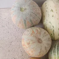 خربزه و هندوانه دیم