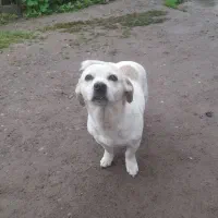 واگزاری سگ شیواوا