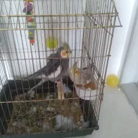 یک جفت نر وماده