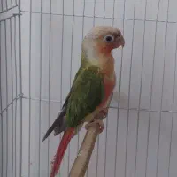 طوطی گرینجیک