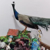 مجسمه زیبای طاووس باآبنما