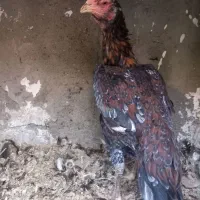 2عدد مرغ لاری اصیل