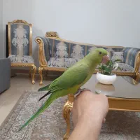 جوجه طوطی ملنگو کاملا رام ودستی دونخور ۳ماهه
