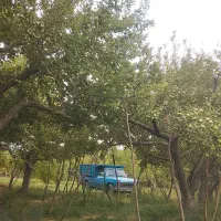 سلام سیب،زیر درختی،قیمت،کارخانه