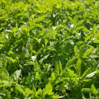 نهال گوجه