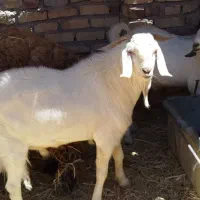 گوسفندچاق
