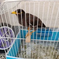 یک عدد مرغ مینا