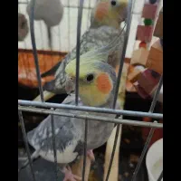 دوعدد عروس هلندی جفت خورده ۵تا تخم با قفس