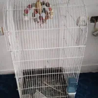 قفس