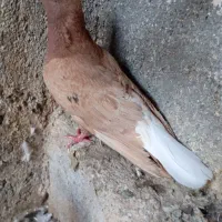 زرد دم سفید نر کاکلی