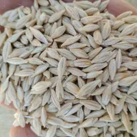 جو رقم جلگه برای کاشت