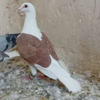 گراف