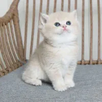 گربه بریتیش ay12 (کمیاب ترین در ایران)