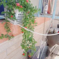 نازیخی گلدون پر