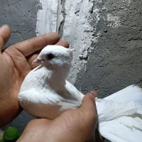 کفتر پرشی