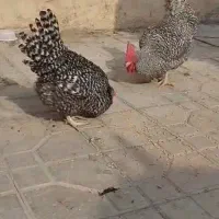 تخم نطفه دار آمروک و جوجه بیست روزه به فروش میرسد