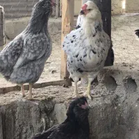 مرغ و خروس گلین جوان