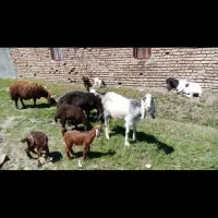 مایله به معاوضه نیستم