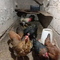 فروش ۱خروس ۵تا مرغ