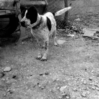 یک عدد سگ قدرجونی