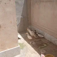 اردک نر  و ماده تخم کن