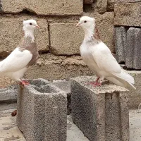 کبوتر طوق نرو ماده