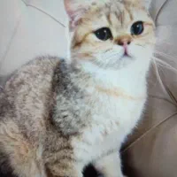 بچه گربه و بالغ