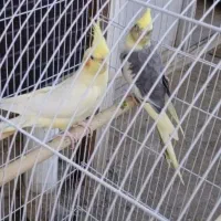 عروس هلندی سرو حال و تخم گذاری مولودی
