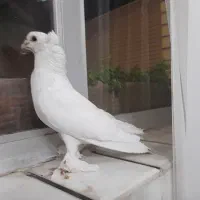 ۵عدد معاوضه با کُشتنی( سربری)