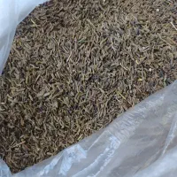 زیره کوهی