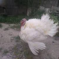 بوقلمون گوشتی