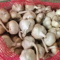 خریدوفروش سیر