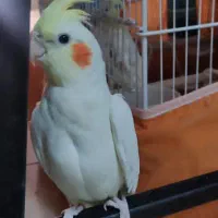 یک جفت عروس هلندی نر و ماده