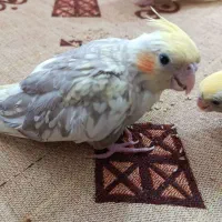 عروس هلندی