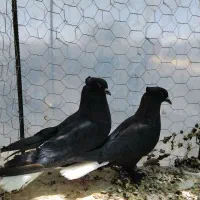 کبوتر کلاغ دم سفید کلاهی اتیغه