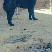 توله نردرشت