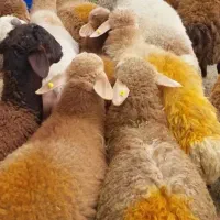 گوسفند زنده با ترازوی دیجیتالی
