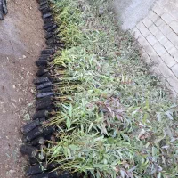 نهال اکالیپتوس